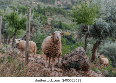 A sheep in a feild