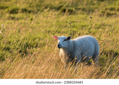 Sheep in a feild as the sun goes down