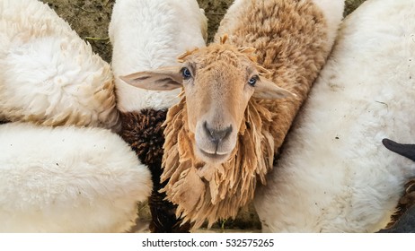 Sheep in the field