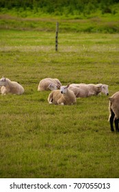 Sheep in a Field
