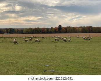 Sheep In A Field In Chautauqua County, NY