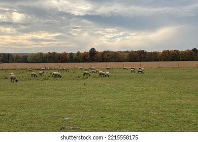 Sheep In A Field In Chautauqua County, NY