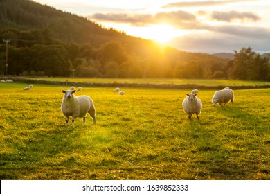 Sheep In A Field Highlands Scotland	