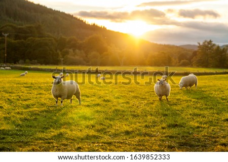 sheep in a field highlands scotland	
