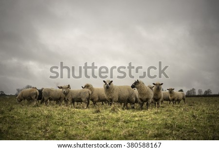 Sheep in Field. Lambing beginning. Spring UK