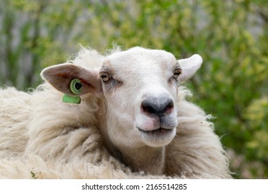 9,215 Sheep camera Images, Stock Photos & Vectors | Shutterstock