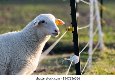 Sheep In A Field Near An Electric Fence