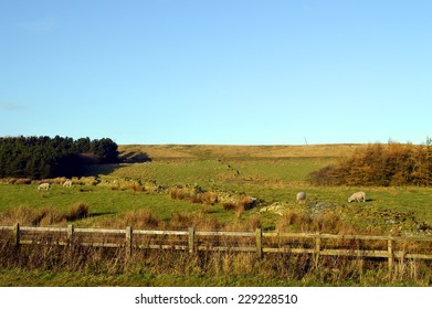 Sheep In A Field On The West Pennine Moors Near Darwen