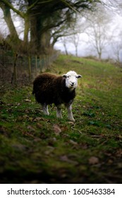 A sheep in a field staring at the camera