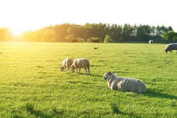 Sheep In A Field With Sunshine. Artistic Glow Effect Added. 