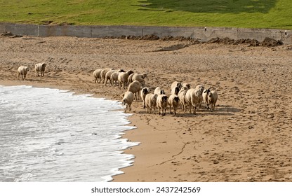 A sheep flock crossing a beach