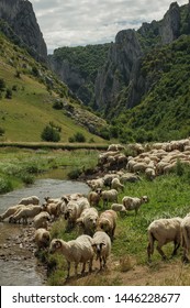 sheep flock drinking in the river