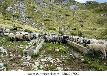 Sheep flock drinking at stone trough in mountains