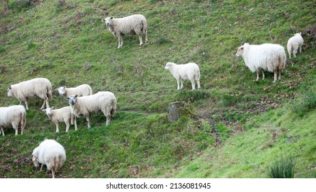 Sheep Flock In A Grass Hillside