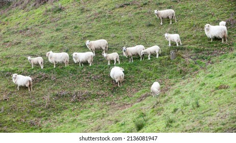 Sheep Flock In A Grass Hillside