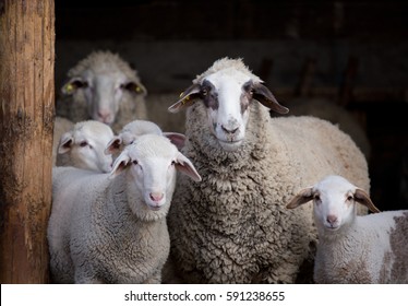 Sheep flock with lambs standing in barn and looking in camera