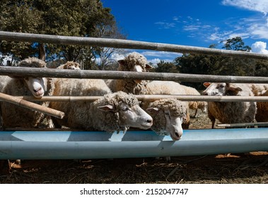 Sheep flocks are eating food from the feeding troughs of the farm.
