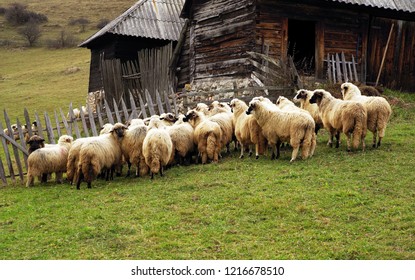 Sheep fold in the Romanian Carpathians, Europe - Shutterstock ID 1216678510