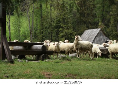 Sheep Forest Garden Zakopane Tatry