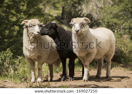 Sheep in the forest in patagonia. wild sheep outside