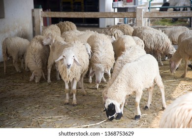 Sheep In Fram