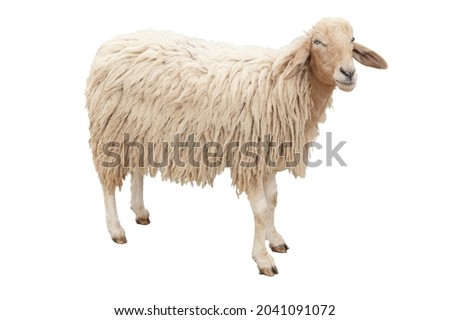 The Sheep full body standing isolated on white background with clipping path.