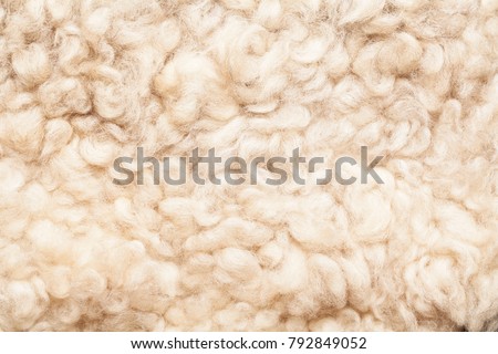Sheep fur. Wool texture. Closeup background