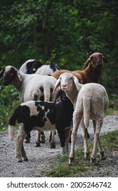 A Sheep Gang On The Way 