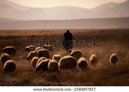 Sheep and goat breeding is an important source of economic income in Anatolia. Sheep and goats are taken to pastures and plains every day to graze. sheep herd, goat, cow breeding, shepherd and dog