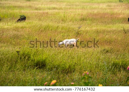 Similar – Image, Stock Photo The last unicorn Nature