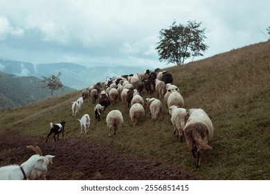 Sheep and Goats Grazing on Misty Hillside in Rural Countryside, Showcasing Agriculture, Wildlife Harmony, and the Beauty of Mountain Landscapes - Powered by Shutterstock