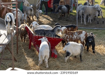 Sheep and Goats Mingling in a Pen, Showcasing the Vibrancy of Farmyard Life