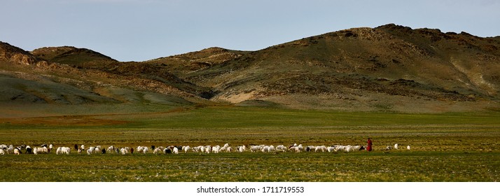 Sheep and goats on a pasture in Mongolia. Panorama of the pasture. Source of meat, milk and wool. Goat cashmere and cheese are a favorite souvenir of tourists.