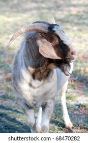 Sheep And Goats At The Shaker Community Of Pleasant Hill In Kentucky