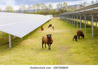 Sheep and goats in a solar park - Shutterstock ID 2007008849