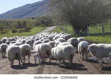 Sheep Going Down The Road
