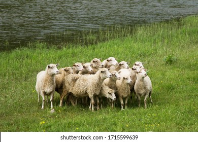 Sheep in the grass  field