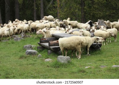 Sheep At The Grass Fnd Forest Zakopane