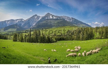 Sheep graze at the foot of the Belian Tatras, Slovakia