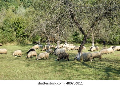 Sheep graze the grass. Transcarpathia
