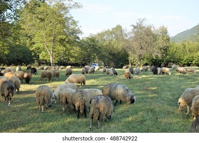 Sheep graze the grass. Transcarpathia