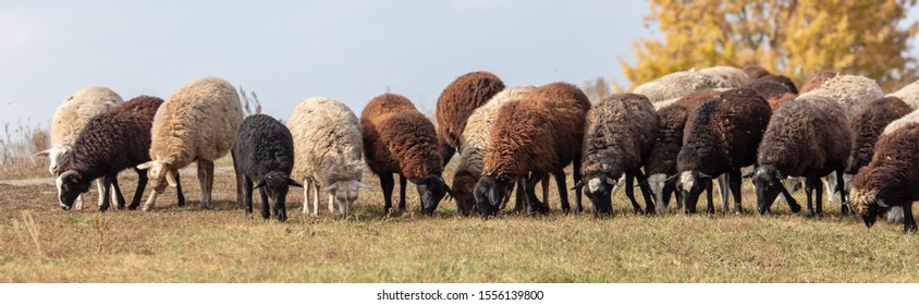 Sheep graze in the meadow.