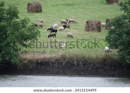 Sheep graze in the meadow. Near the river, on a wide sloping meadow, sheep are grazing on fresh green grass. The animals have white and black-gray fur. They eat grass. Nearby lie sheaves of hay.