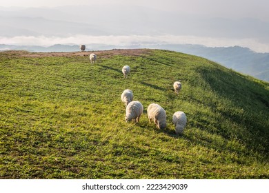 Sheep graze on a foggy morning mountain in the background at Doi Chang, Chiang Rai, Thailand. - Shutterstock ID 2223429039