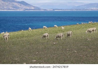 Sheep graze on green grass on the shore of a blue lake in New Zealand - Powered by Shutterstock