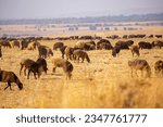 Sheep graze on a green meadow. Pasture with fresh grass in spring, cattle walking. Animal husbandry and agriculture. Herd of animals.