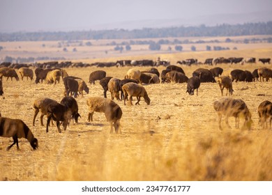 Sheep graze on a green meadow. Pasture with fresh grass in spring, cattle walking. Animal husbandry and agriculture. Herd of animals. - Shutterstock ID 2347761777