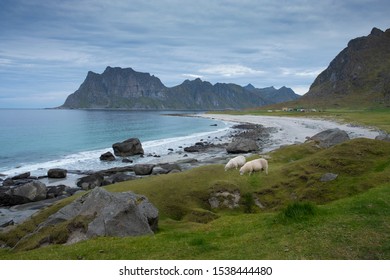 
Sheep Graze On Utakliev Beach Lofoten Island In Autumn Time 