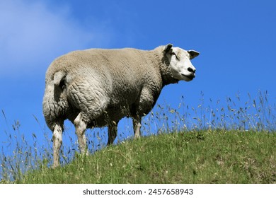A sheep grazes in a meadow. The background is blue sky.
 - Powered by Shutterstock