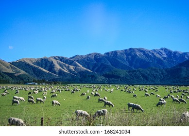 Sheep are grazing
